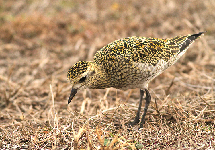 Eurasian Golden Plover   Pluvialis apricaria, Kibbutz Gaash farm,November 2013. Lior Kislev